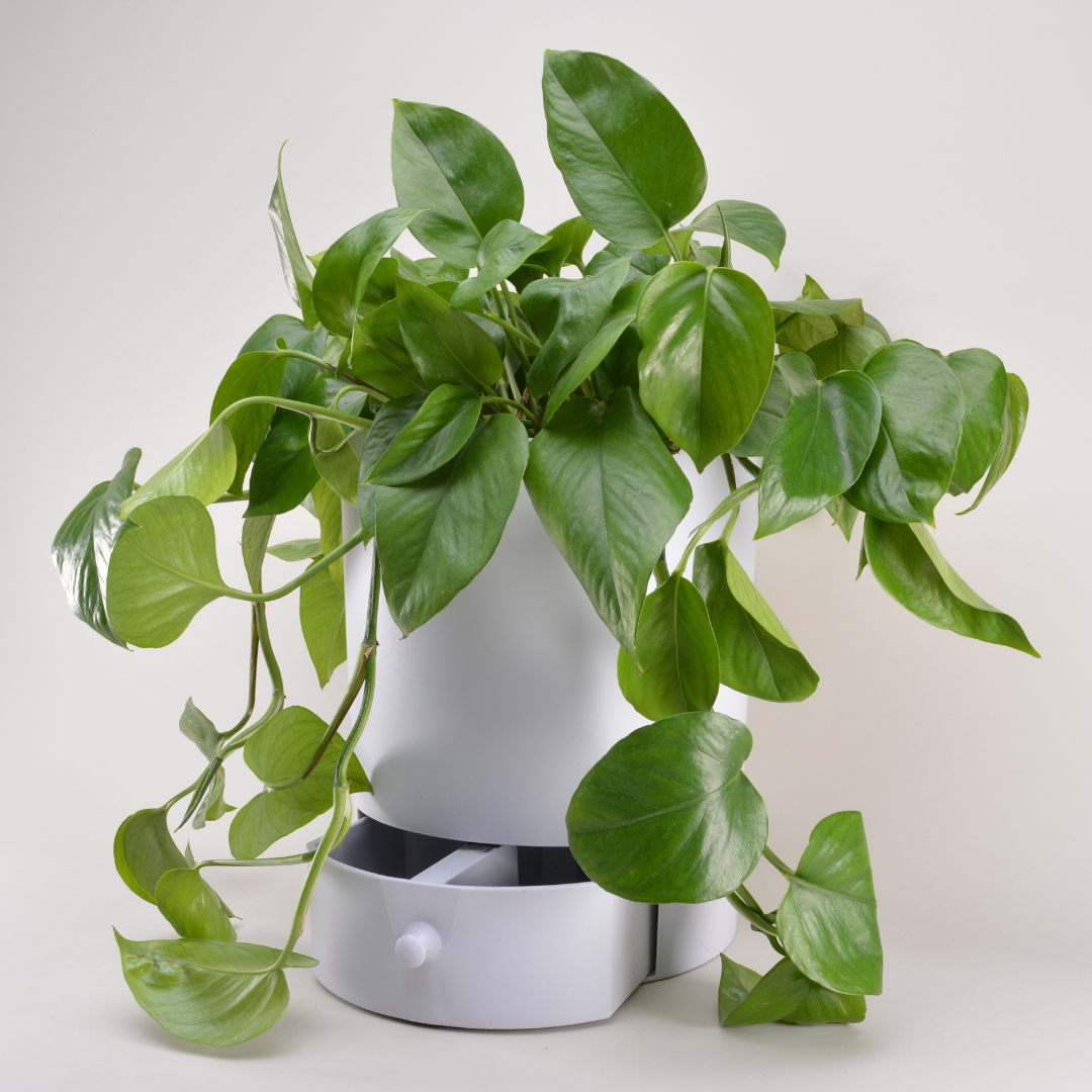 draining plant pot Classic 11