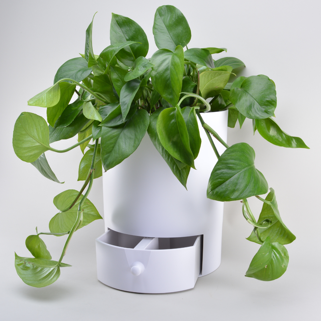 draining pot for indoor plants Classic 11" Drain Drawer Pot