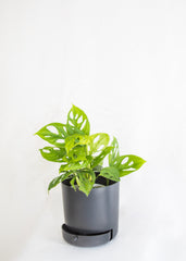 6" Drain Drawer Pot