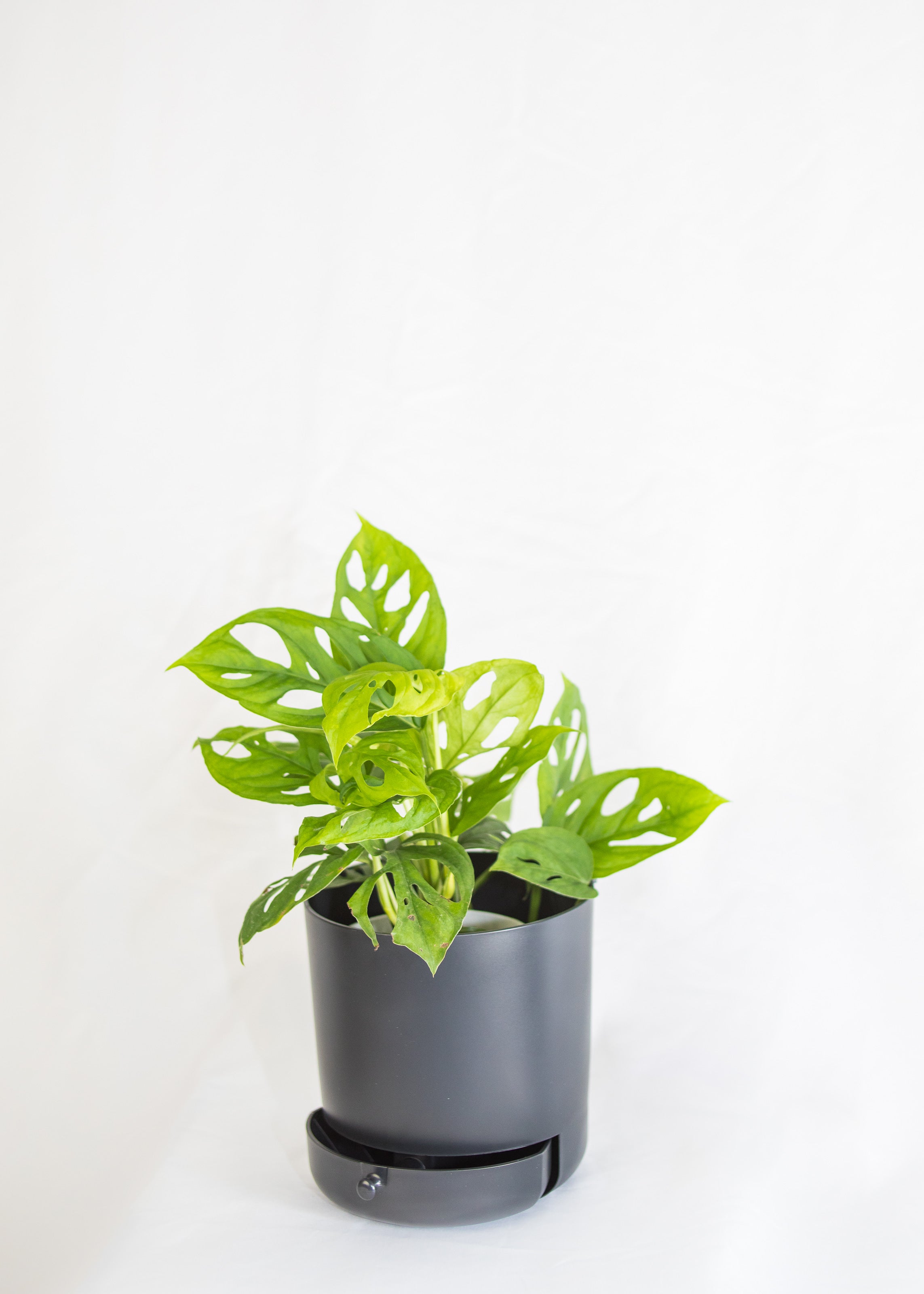 6" Drain Drawer Pot