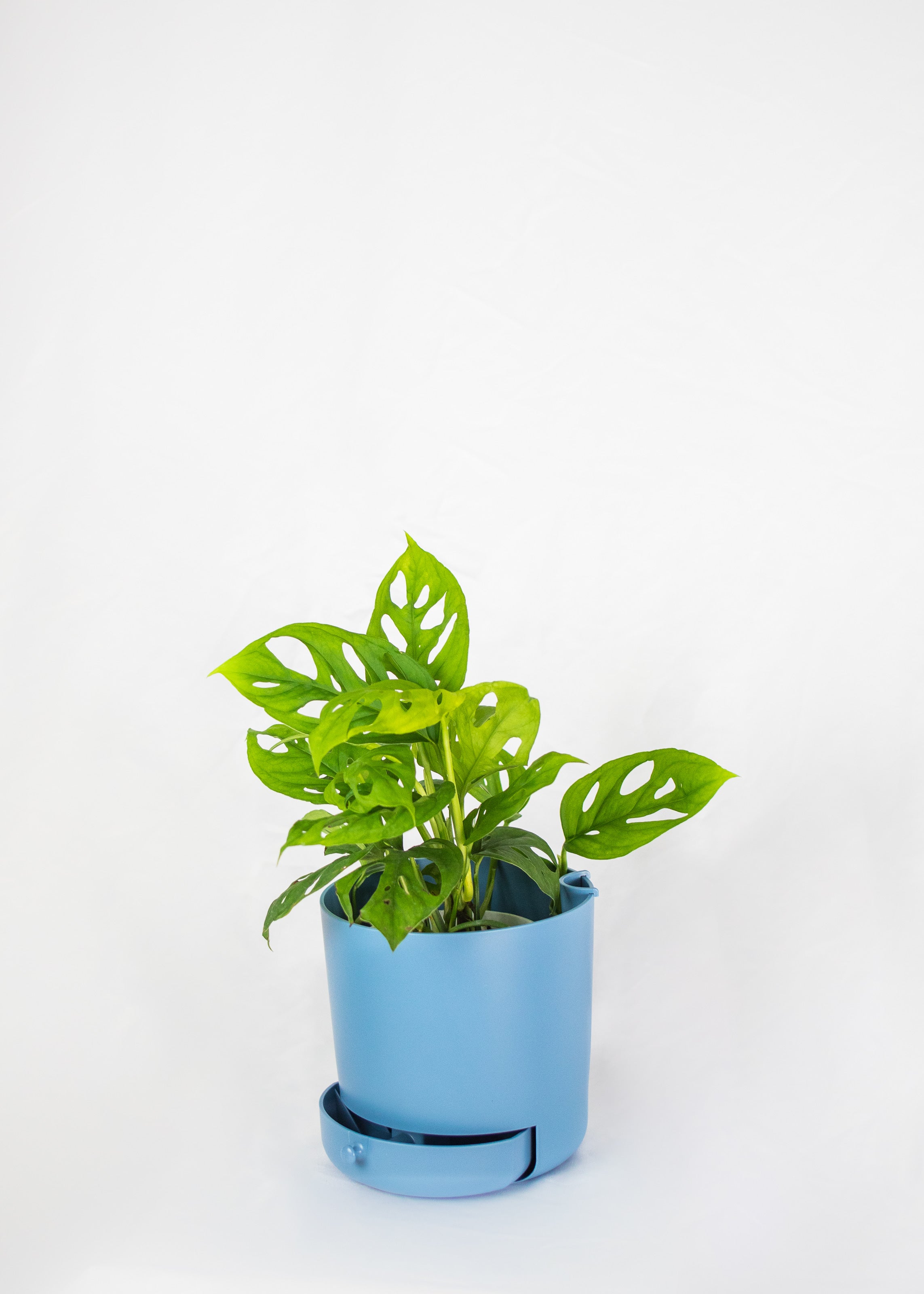 drain potted plants 6" Drain Drawer Pot – Drain Drawer Pots
