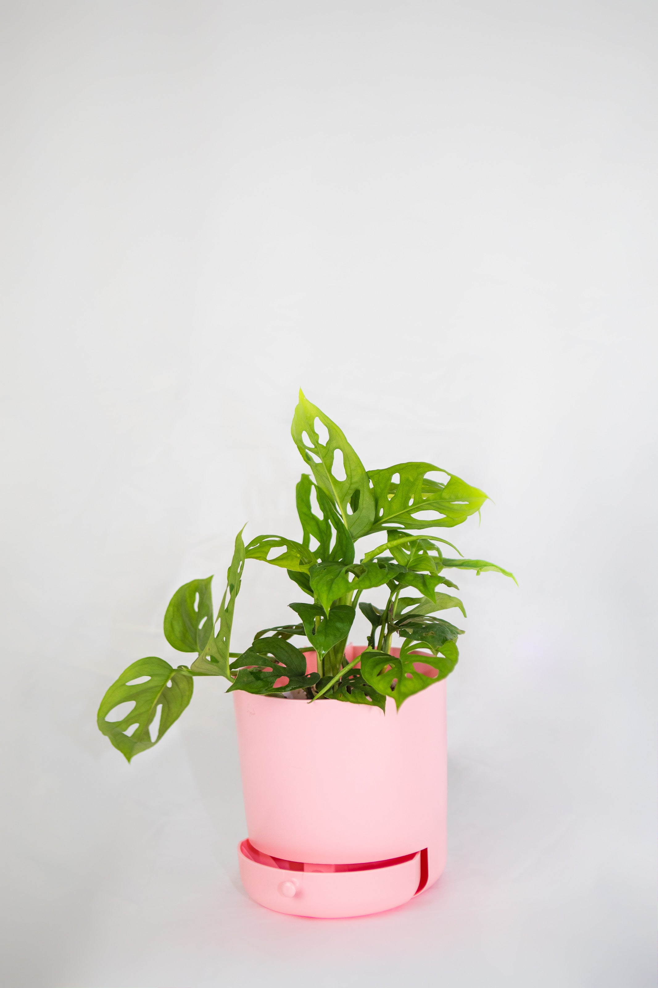 draining pot for indoor plants 6" Drain Drawer Pot