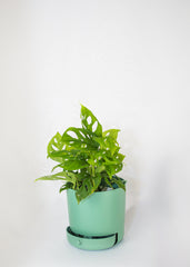 6" Drain Drawer Pot