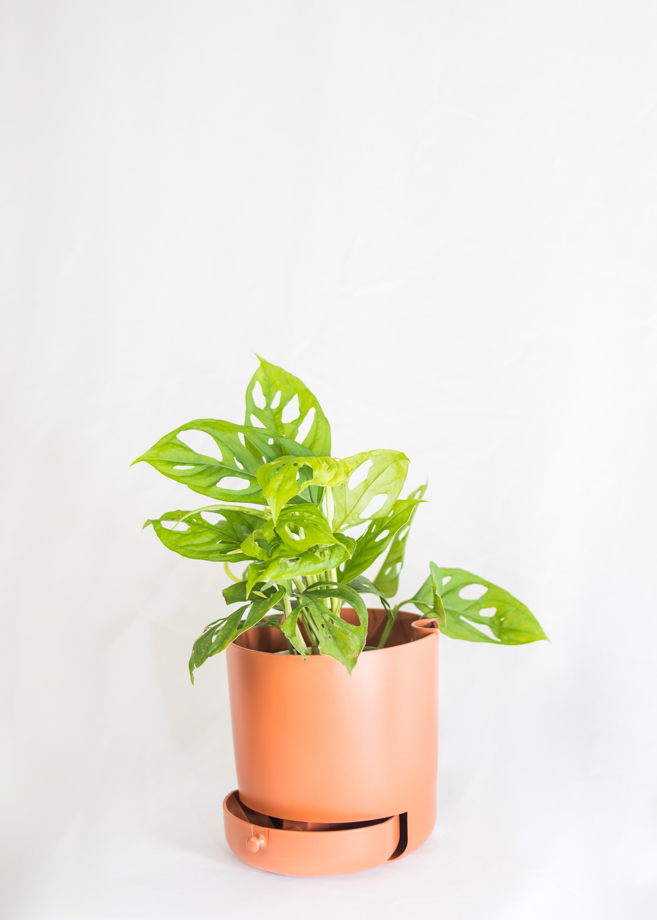 6" Drain Drawer Pot