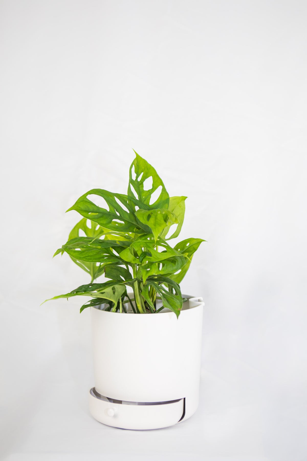 6" Drain Drawer Pot
