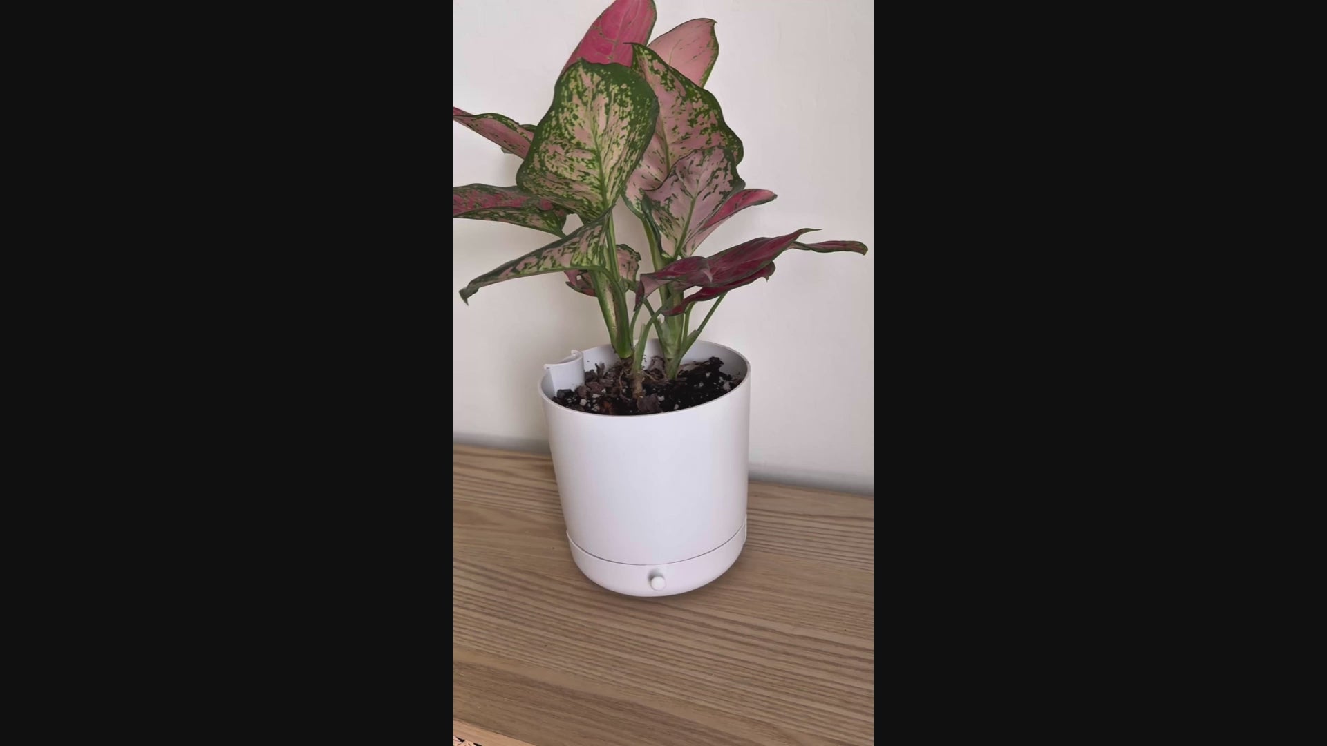 6" Drain Drawer Pot